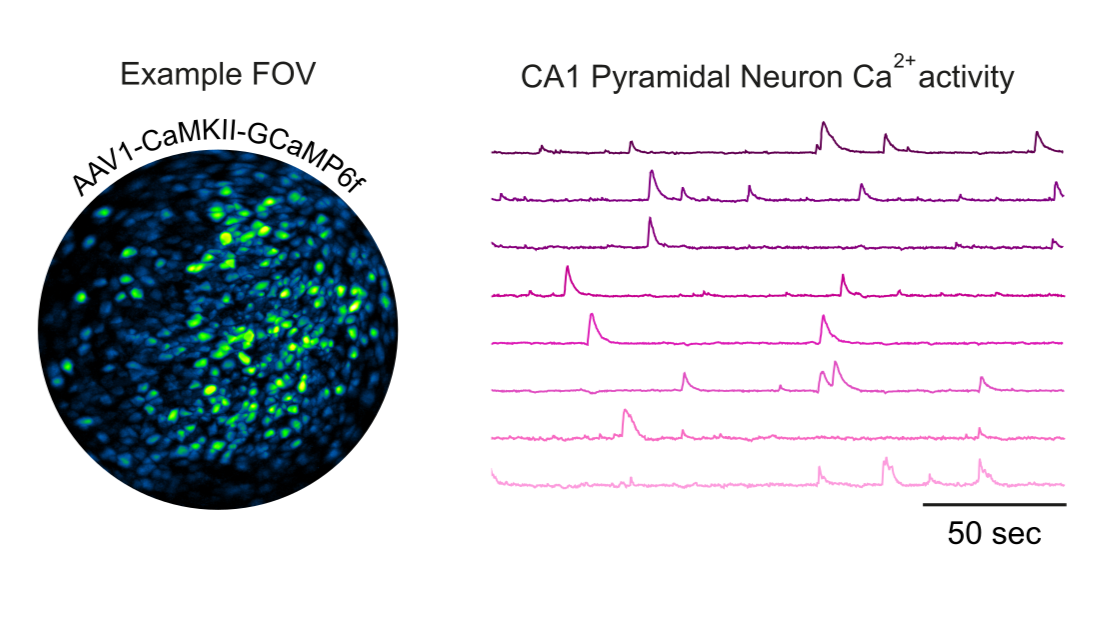 ../../_images/psilocybin_FOV.png